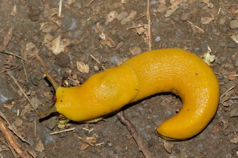 A bright yellow banana slug crawling on the dirt.