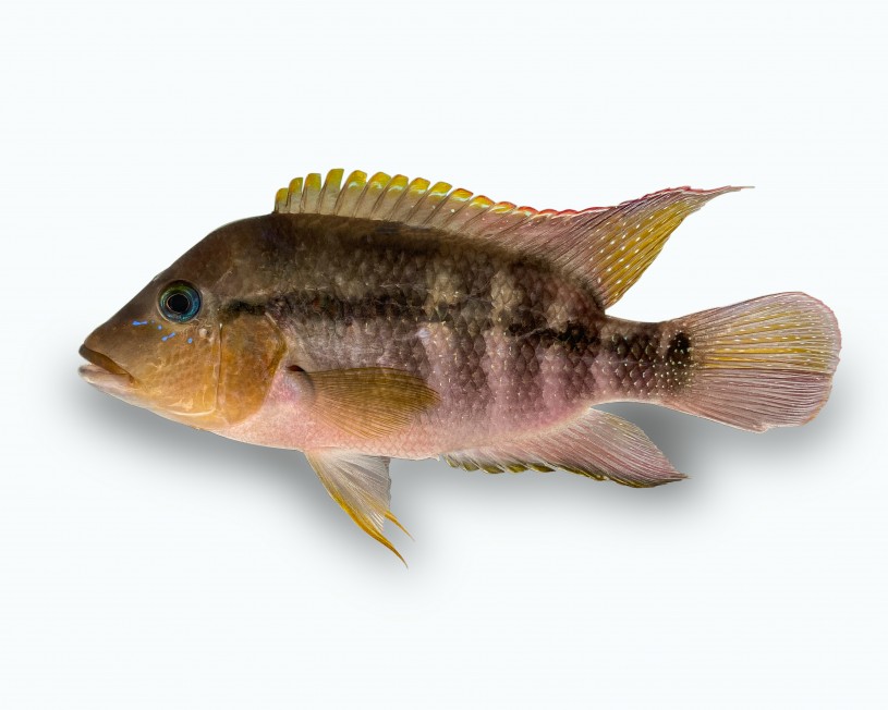 Cichlid from Costa Rica