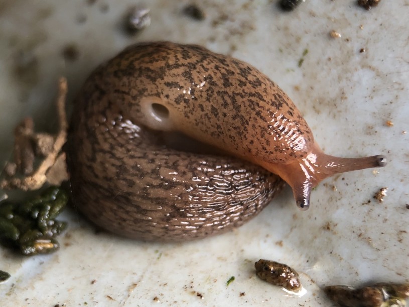 A curled up common brown slug with brown speckled body patterning. 