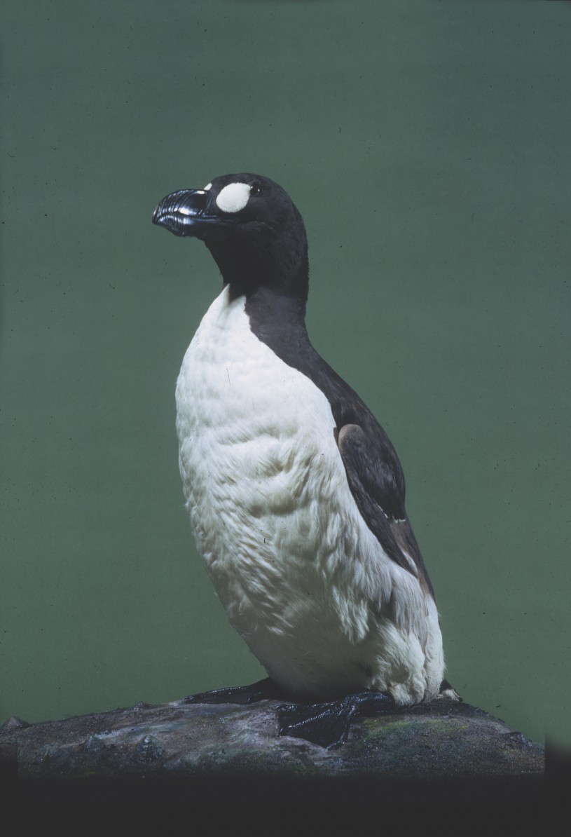 The great auk in NHM&#039;s collections