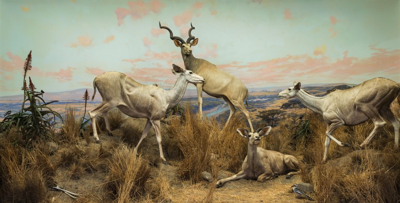 NHM Diorama with Greater Kudu