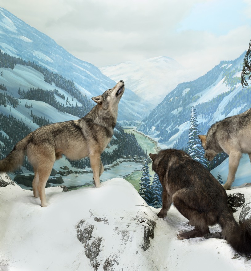 NHM Diorama with Gray Wolves