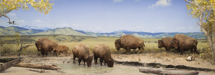 NHM Diorama with American Bison