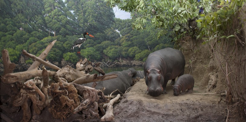 NHM Diorama with Hippopotamus