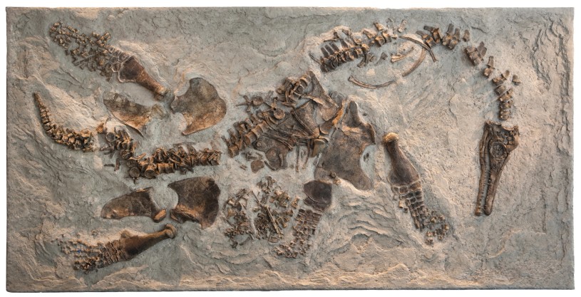 Pregnant Plesiosaur specimen in Dinosaur Hall