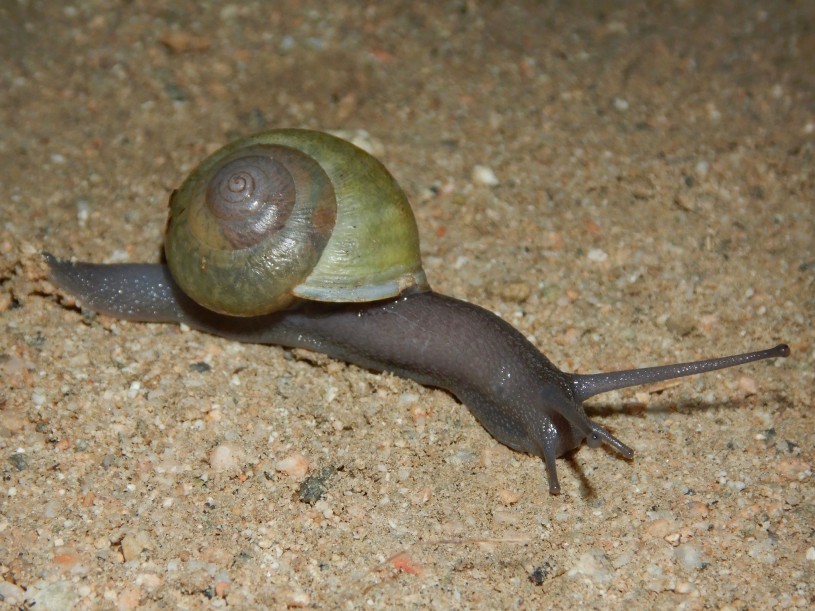 A native California snail with a dark body and green shell crawling across grainy dirt.