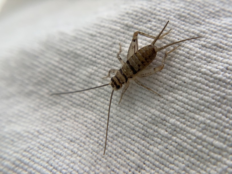 Image of a Cricket.