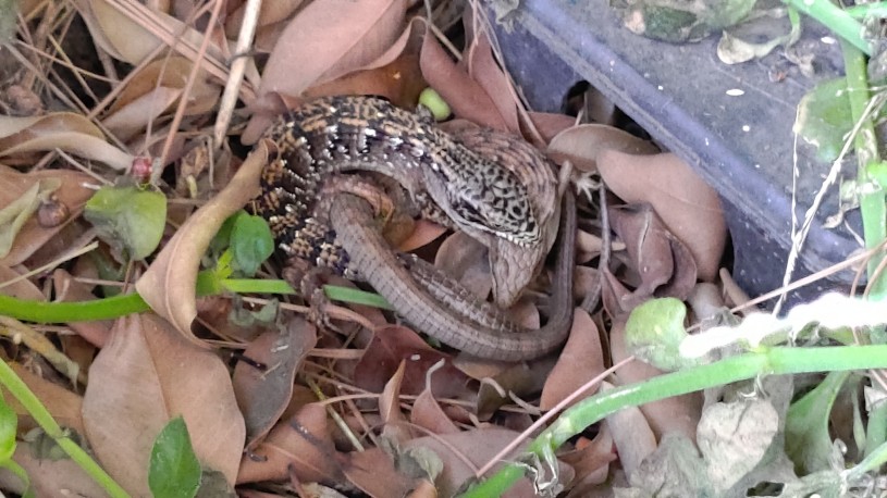 A pair of alligator lizards with one lizard biting the other&#039;s neck.