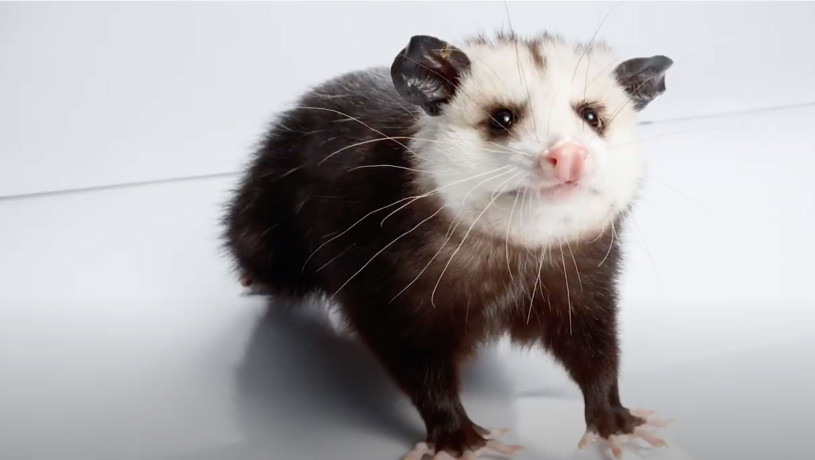 Opossum