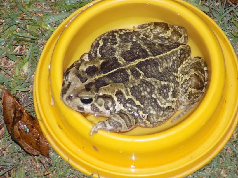 A large leopard toad sitting in a cat&#039;s water dish
