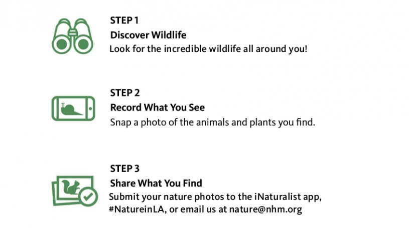 Nature Hunt Steps