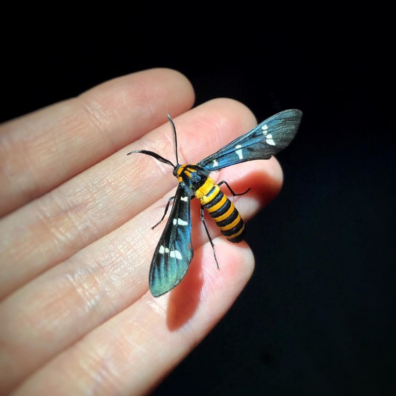  Yellow-banded wasp moth (Syntomeida ipomoeae).