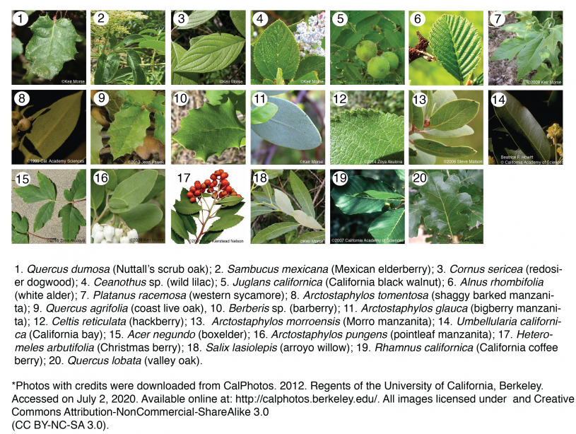 Images of plant taxa found at La Brea