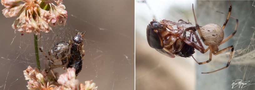 brown widows eating earwig and cockroach