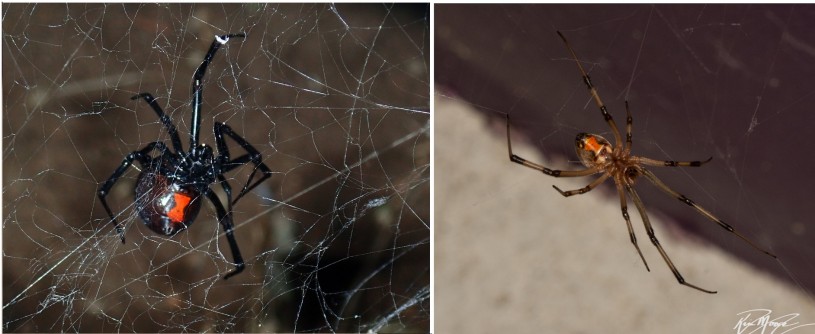 brown widow spider web pictures