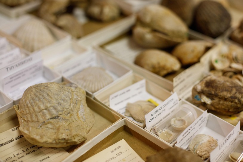 sea shells from a museum collection