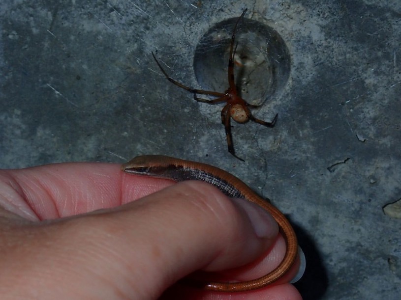 Southern Alligator Lizard and Brown Widow