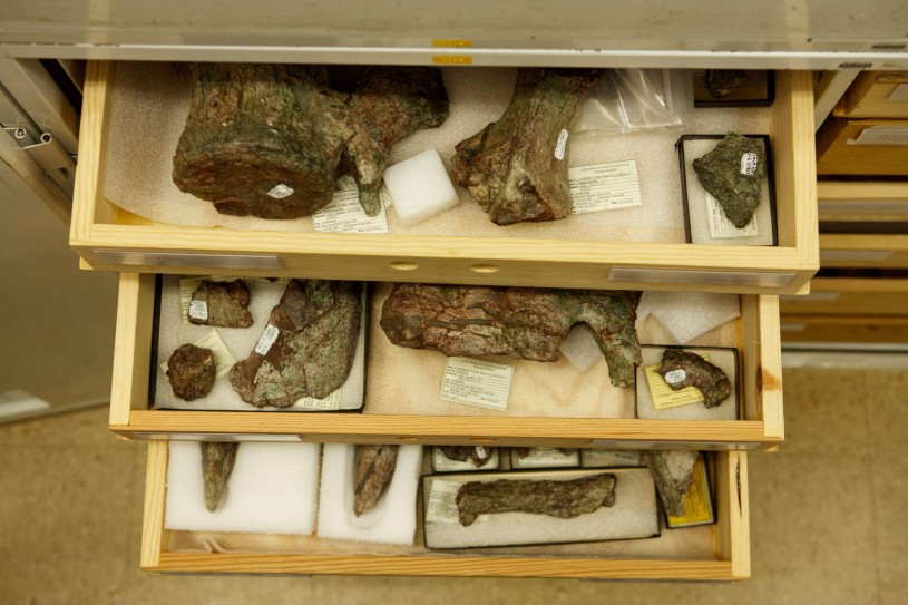 open drawers containing fossils