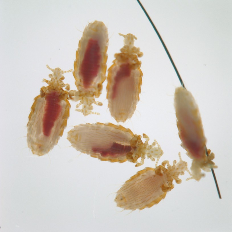 lice  Hoplopleura arboricola