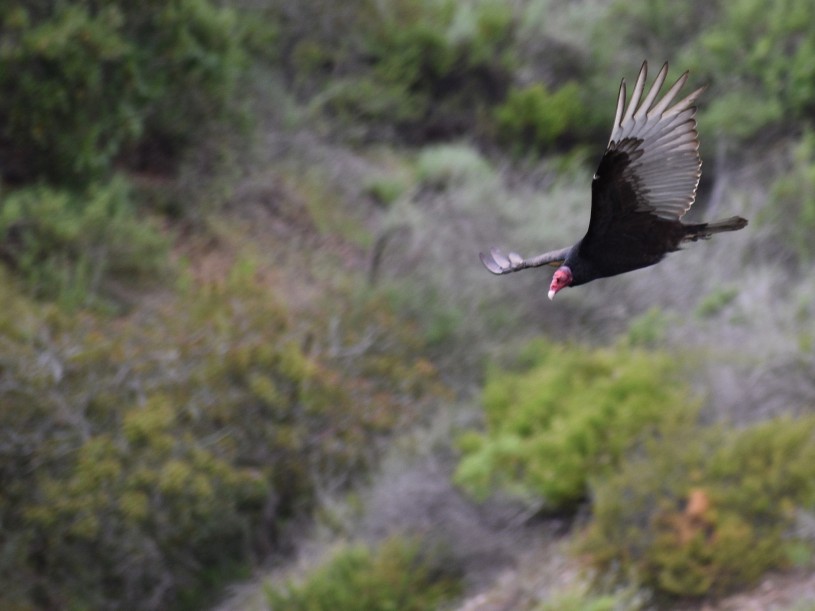 Turkey vulture prelanding