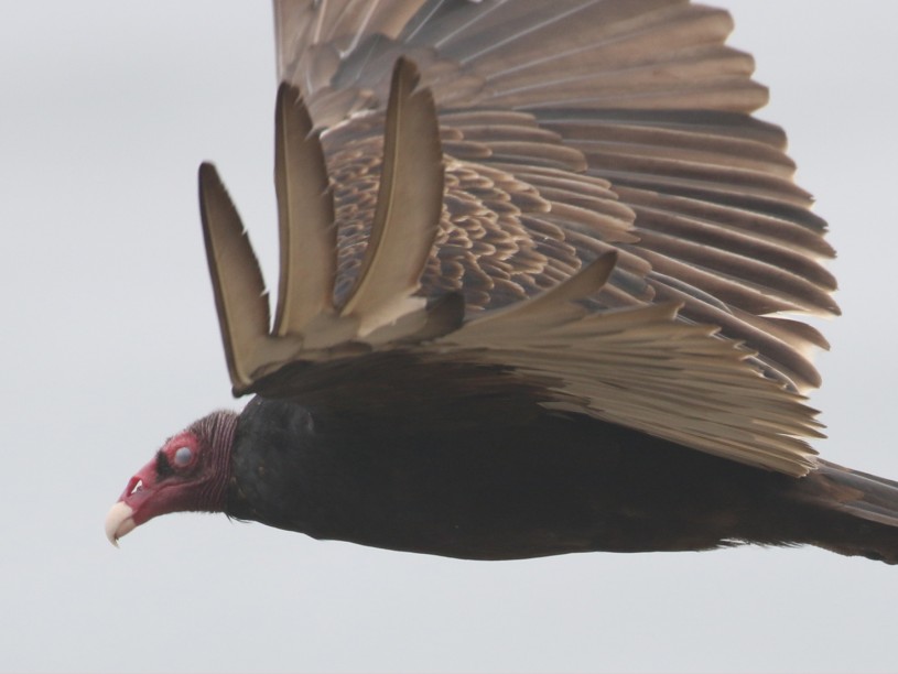 Turkey Vulture soaring close up