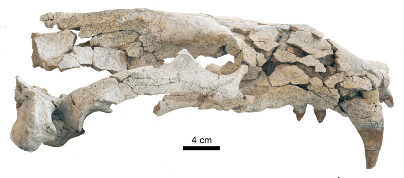 Lateral Osodobenus skull