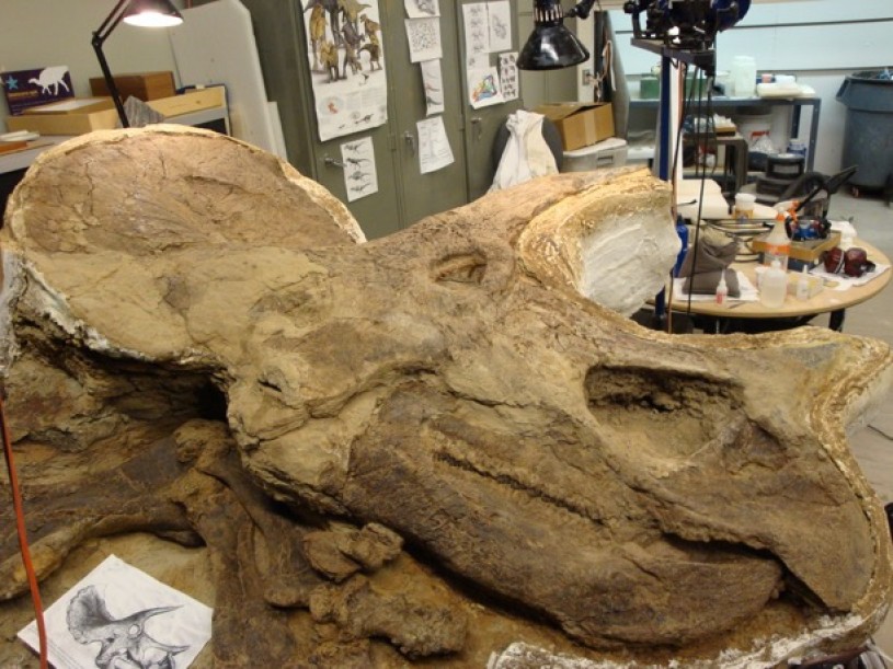Triceratops Skull in Lab