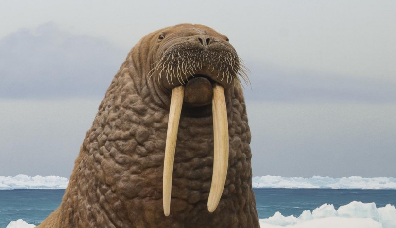 walrus whiskers