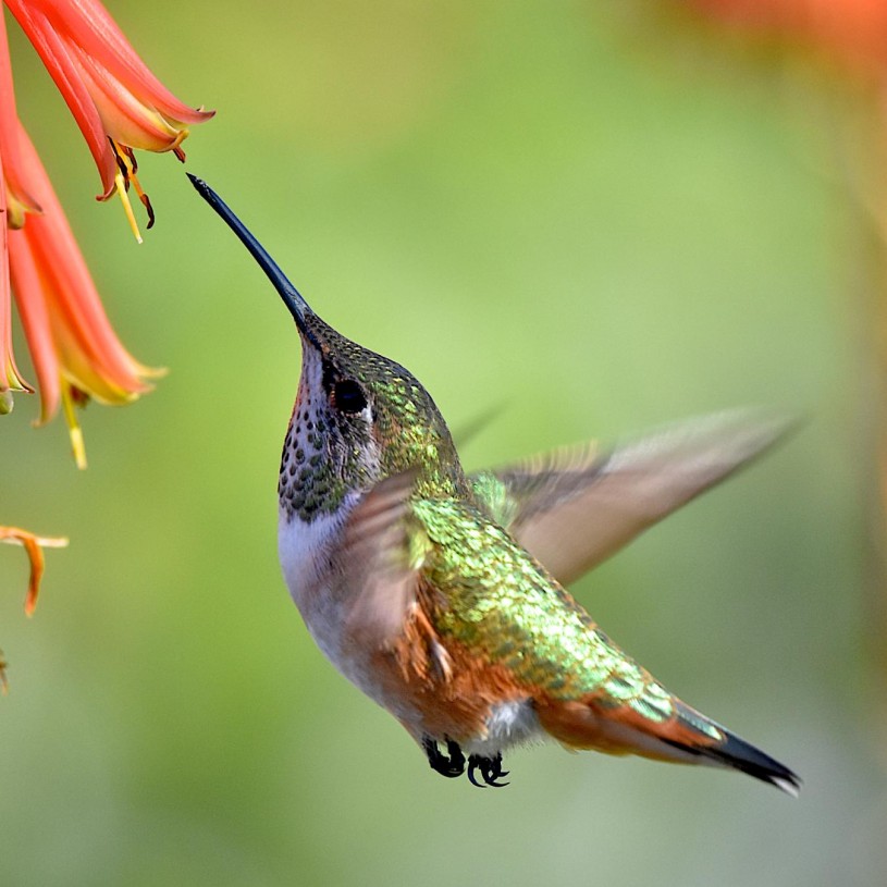 Allens hummingbird
