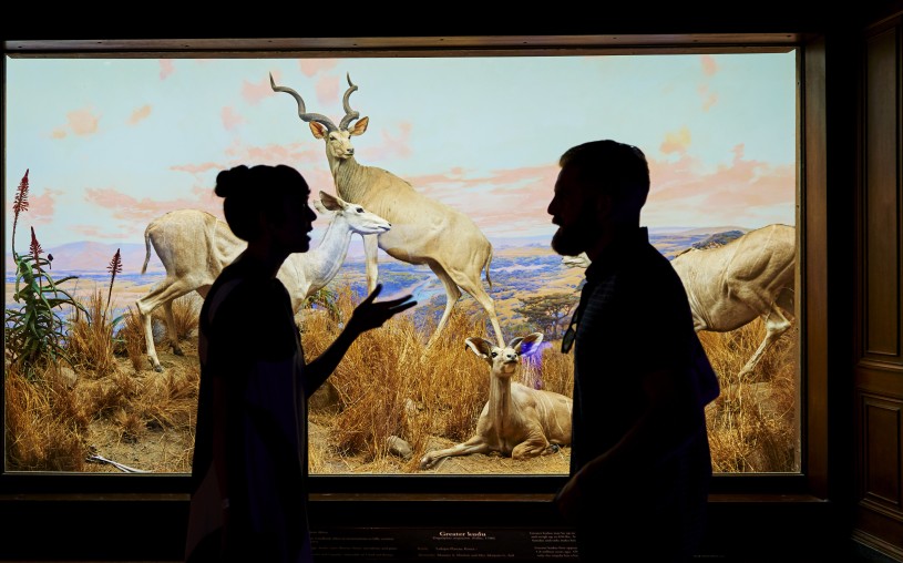 CROPPED Visitors discuss the greater kudu diorama NHM 