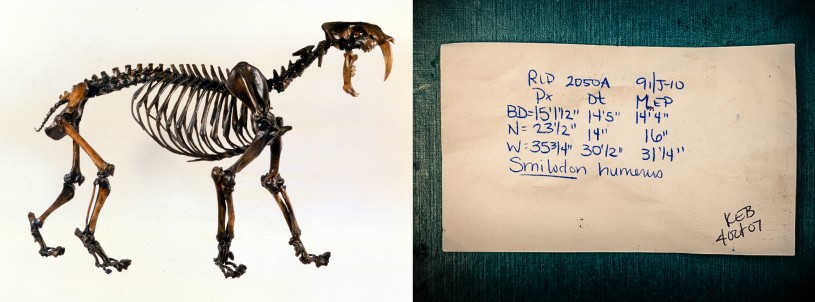 Sabertooth cat skeleton and notecard with field notes
