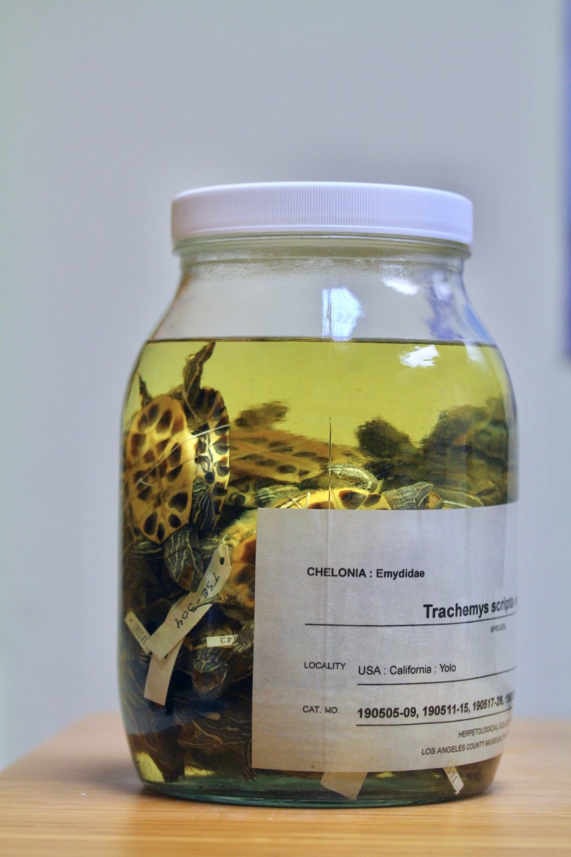 Jar of red-eared sliders turtles collection
