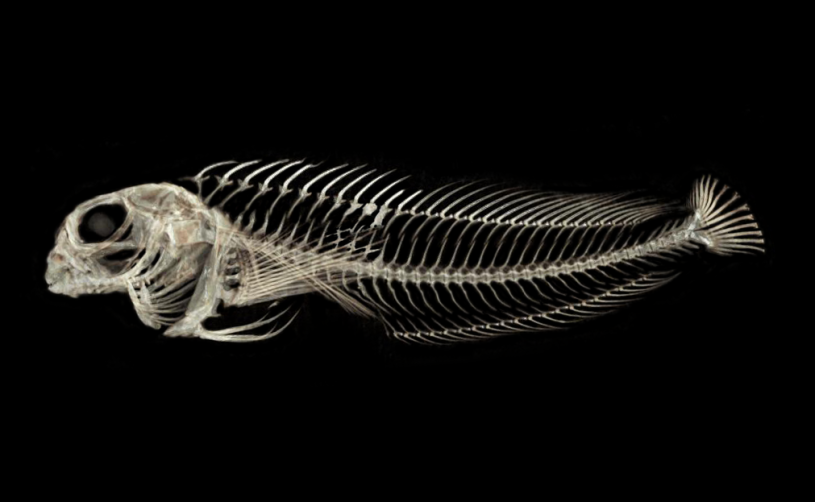 CT scan of rockpool blenny fish