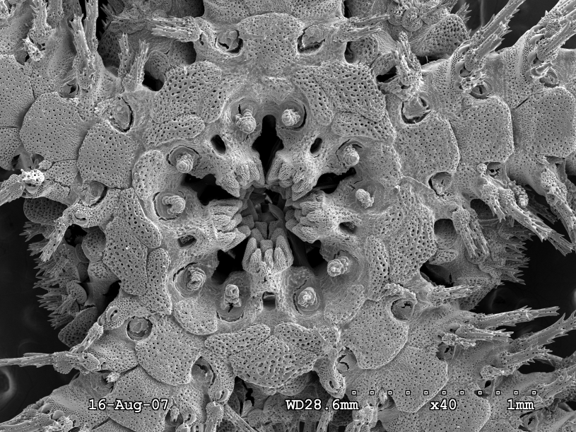 ophiothrix brittle star mouth