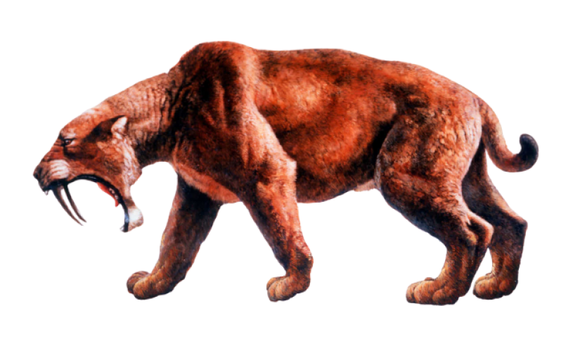 Profile illustration of saber-toothed cat 