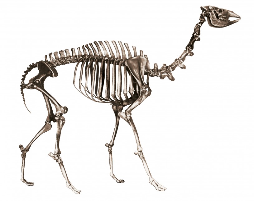 yesterday's camel