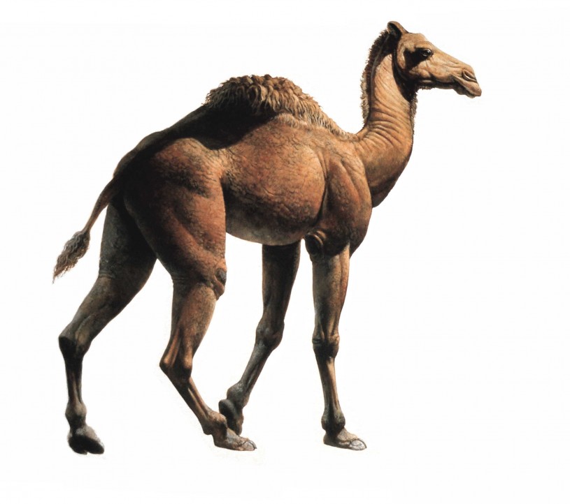 Illustration of Camelops 