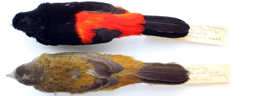 flame-rumped tanager pair