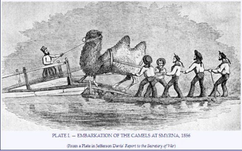 This 1856 illustration depicts camel herders and sailors loading a bactrian camel onto a ship. As there were only two bactrian camels aboard, this could be an illustration of Topsy herself! 