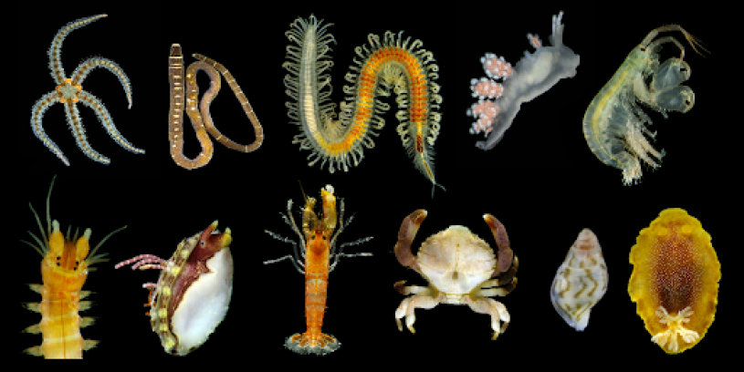 invertebrate collage