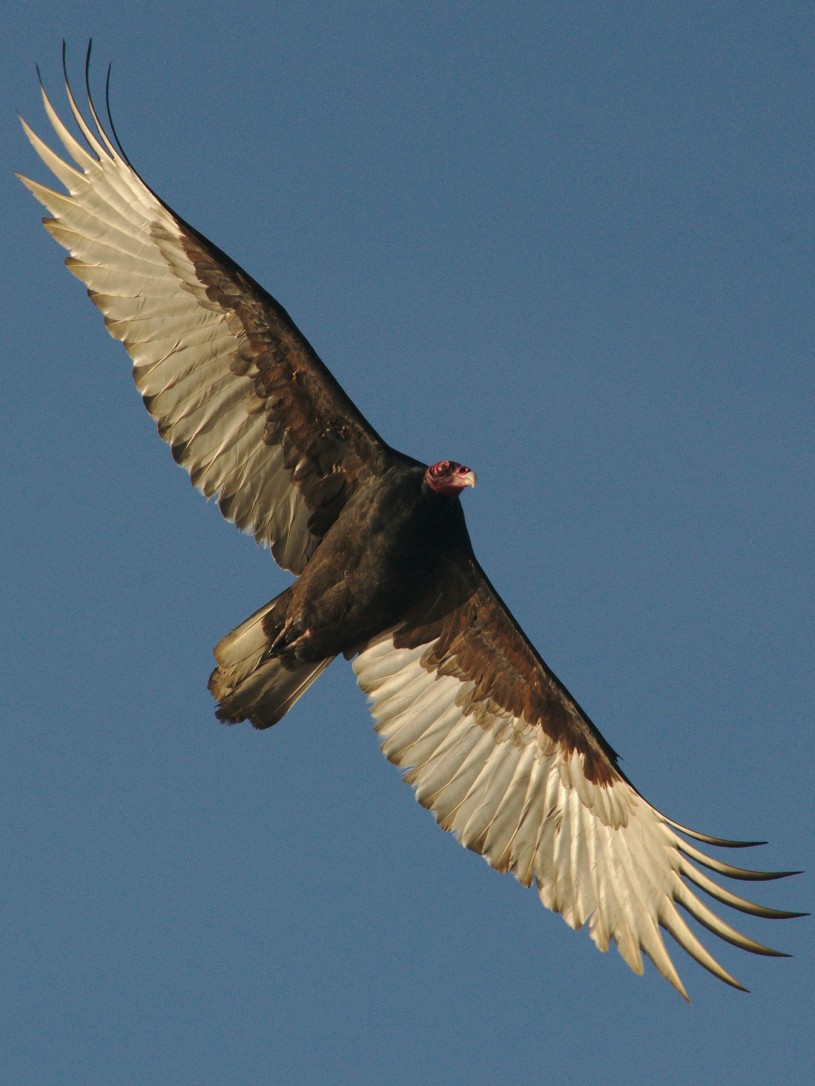 Turkey vulture wings spread from below