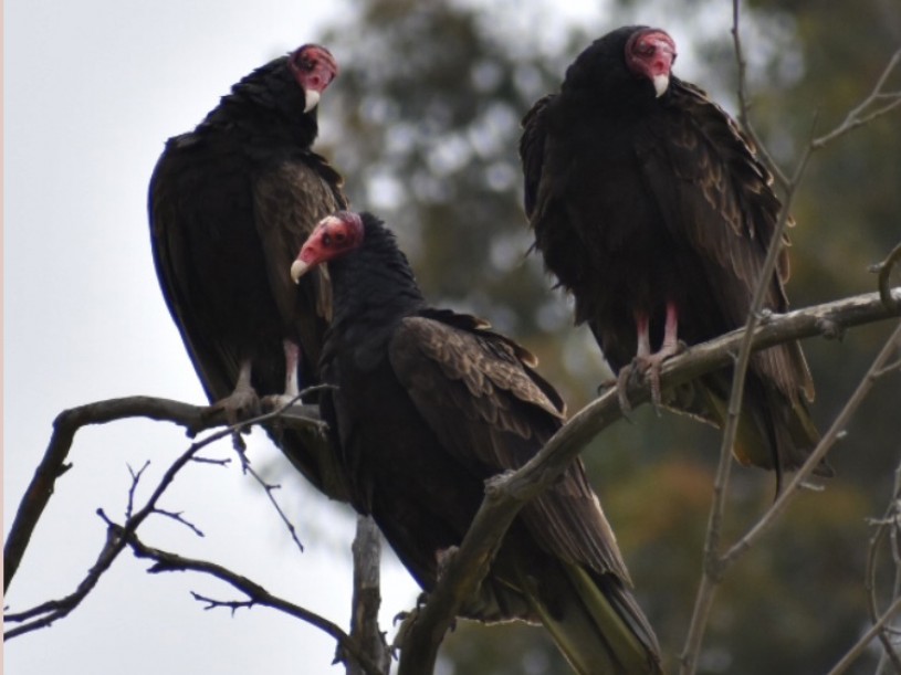 Turkey Vultures in tree