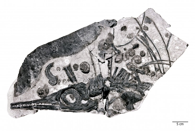 ichthyosaur fossil surrounded by the shells of ammonites