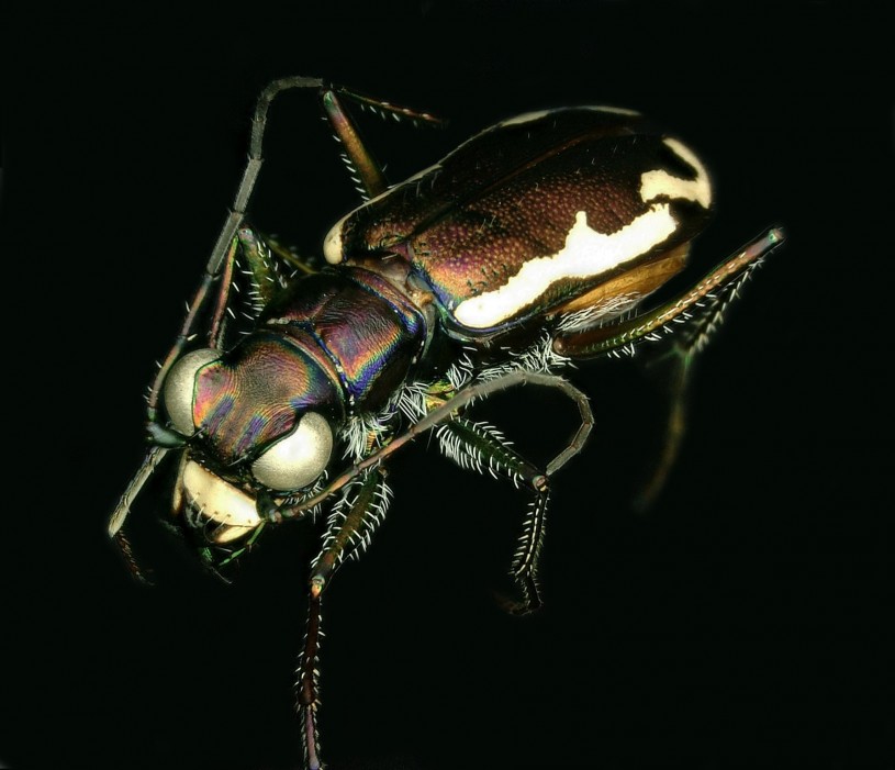 Barbaraann's Tiger Beetle