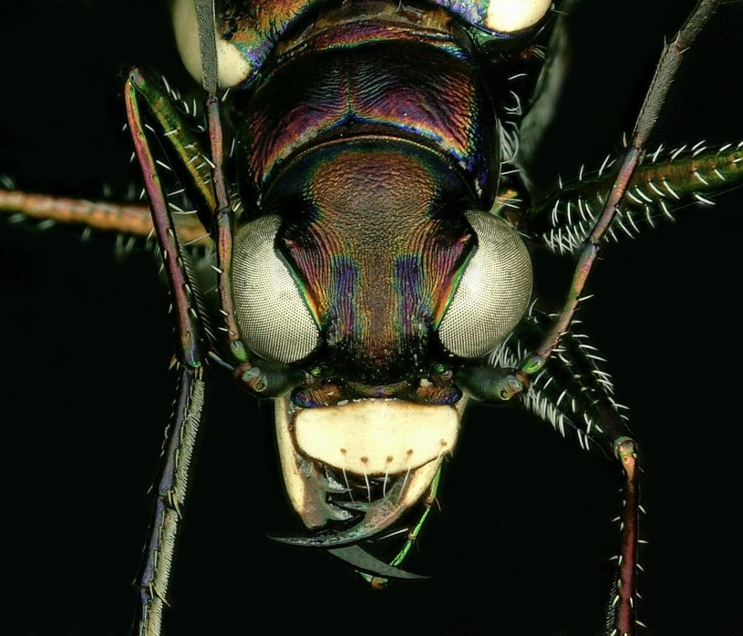 Barbaraann&#039;s Tiger Beetle