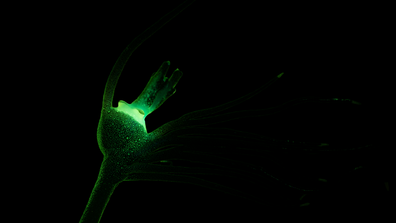 Green biofluorescence emitted from a Pacific Footballfish when exposed to blue fluorescent light.
