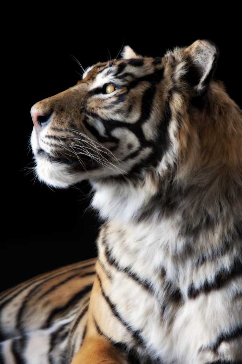 Sumatran Tiger Close up on hear 