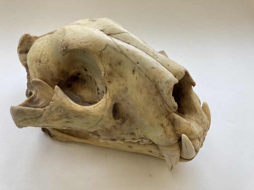 Bengal Tiger Skull 