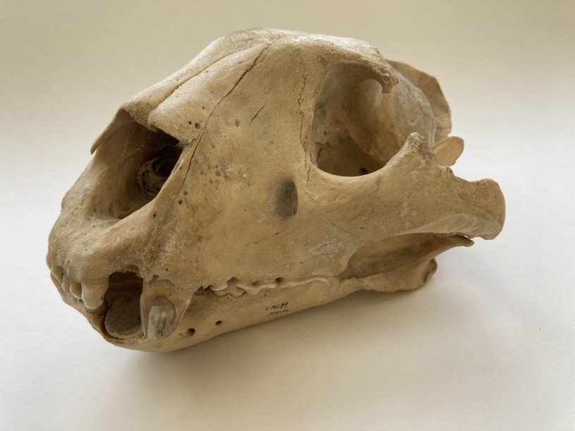 Amur Tiger Skull 