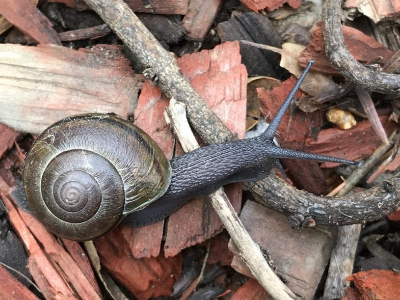 Southern California Shoulderband Snail
